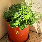 Charming Santos W/ Patio Appartamento