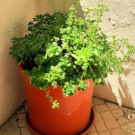 Charming Santos W/ Patio Apartamento